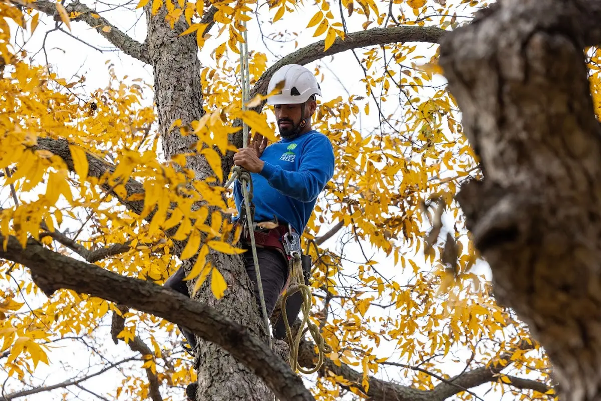 Skilled Tree Planting crew working in Circleville